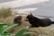 犬猿の仲？いえいえこのお猿とワンちゃんは仲良しなんです