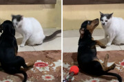 犬「ねぇ、あれやろうよ」猫「猫パンチ！」犬「う、うわぁ～やられたぁぁぁぁ」