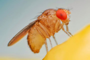 【海外】果実バエとハエの違いとは？あなたの周りに潜む小さな生き物たちの正体を探る！