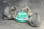 【海外】「捨て猫たちが初めてのおもちゃをもらって大喜び！彼らの心温まる瞬間に密着」
