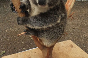 外国人「獣医や飼育員がどうやって色んな動物の重さを測ってるか見せていく！」