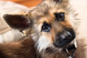 ずっと子犬のまま？小さなジャーマンシェパードがSNSで話題に