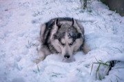 まだじゃ。まだ食べたりない。雪を食べつくさんばかりの勢いのハスキー。