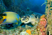 ウミガメ「むしゃむしゃ」お魚「うまそうだな～ご一緒させて！」とっても絵になる美しい魚とウミガメさんのお食事風景