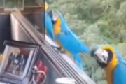 こんなのが近所を飛んでるなんて。ベネズエラのカラカスの野生のコンゴウインコにエサやり。海外の反応