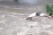 今いくぞ！流された犬を助けるためにためらうことなく川に飛び込む男。海外の反応