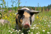 「大きくなったらどうなっちゃうの？」東京のマイクロブタカフェ mipig cafe 海外の反応