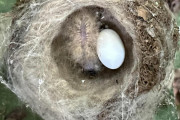 【海外】「ハチドリの雛が初めて確認！自分を毛虫のように偽装して捕食者から身を守る驚きの行動」