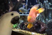 「こんにちは！」アクアリウムの魚達と挨拶しあうオウムのピクルスくん
