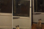 アライグマにエサをやったら…仲間を連れて、おねだり4倍増！