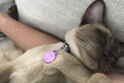 洗濯機に閉じ込められた猫、12分もの洗濯を生き延びる