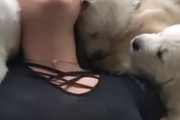 これは幸せすぎる。子犬たちと添い寝してもしゃもしゃしてニコニコな女性。海外の反応