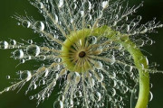 外国人が見つけた幾何学模様すぎる植物　どれも美しすぎると話題に