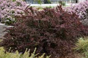 海外「駆除できない！」日本の植物がアメリカにもたらした負の影響に海外興味津々！（海外の反応）