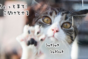 家から閉め出されてしまった飼い主を助けようと、窓ガラスを必死に開けようとする猫
