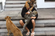 トラに頭を舐められながらヒョウにミルクを与える男性。足元にはライオンもいて…