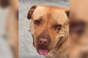 【海外】「ブリーダーに捨てられた目の異なる犬、その理由とは？ | 感動の物語」