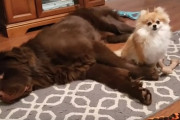 小型犬に噛みつかれるも死んだふりで受け流した大型犬のブーマーくん