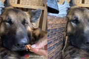 ぐっすり寝ていても美味しそうな匂いがすればすぐに起きてしまうジャーマン・シェパードが可愛い！