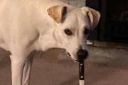 外国人「怖すぎるオーラを放ってる動物を集めてみたｗｗｗｗ」
