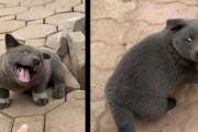 犬なの？猫なの？SNSでセンセーションを巻き起こした動物の正体は！？（ベトナム）