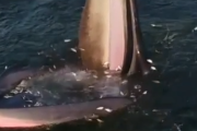 危険すぎるクジラの罠。一気に大量の魚を罠にかけていただきます！海外の反応