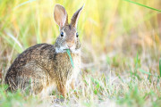 【海外】ウサギの正しい食事とは？知っておきたい健康的な餌の選び方！