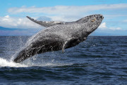 カナダでクジラの100ｍ以内に近づいた釣りガイドに有罪判決（海外の反応）
