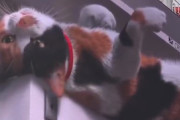 【海外の反応】新宿にいる巨大な三毛猫がカワイすぎるよ