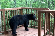 キャビンのポーチで遊んで木に登る可愛いクマさんの親子