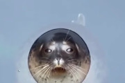 アザラシさんのキュン！な映像が海外で話題に