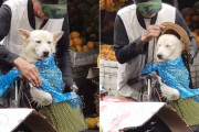 フィリピンの市場で自転車のカゴに乗った愛犬に簡易雨具をつけてあげる優しいおじさんが撮影される