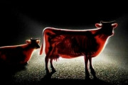 外国人が選ぶ見たら後悔する画像、どれも酷すぎるｗｗｗｗｗ