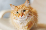 【海外】生姜色の猫の魅力：知っておきたい6つの事実と2つの豆知識！