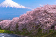 【は？】韓国人「今の日本の桜は韓国が原産だぞ！💢」
