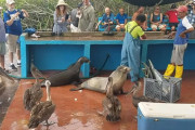アシカにペリカンにイグアナまで…ガラパゴス諸島「魚市場」の日常がちょっとした動物園！