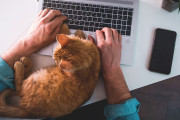 【海外】猫が急に甘えん坊になる理由とは？あなたの知らない心理がここに！