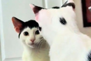 まんざらでもない？自分の髪型（毛柄）を気に入っている猫