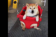 海外の反応「柴犬はニホンオオカミのDNAを一番受け継いでいる犬種だった」