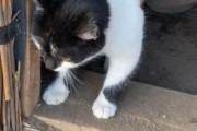 海外「猫で士気上昇。塹壕に猫の出入り口を作るウクライナ兵」