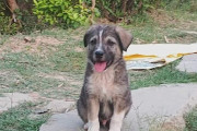 【海外】「勇敢な犬ロッキーがインドの村を守る！土砂崩れを警告し、命を救った感動の物語」
