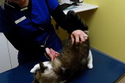 始終デレまくる猫ちゃんに笑みが抑えられない獣医さん