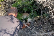 【海外】「草むらで発見！骨だけだった犬が魅せた驚きの美しさとは？」
