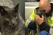 愛猫とはぐれてしまったトラック運転手の距離と時間をかけた再会物語