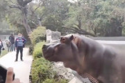 観客「あの男性カバに襲われるかも・・・・・・・」