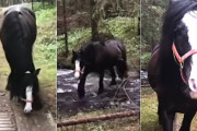 いつもの散歩道、小川に架かる橋の前で立ち止まったお馬さん→「今日はこっちの気分」と小川に足を入れご機嫌♪