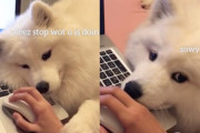 かまってかまって！パソコンにすり寄り、なかなか仕事をさせてくれないカワイイ大型犬