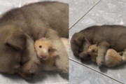 眠っている子犬ちゃんと、抱き枕にされているハムスターの癒し映像