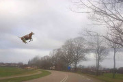 【!?】線路で立ちションしていた高齢男性、空を飛んできた牛にはねられ亡くなる・・