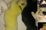 白いシェパード犬から、黄緑色の子犬が産まれ、「ハルク」と名付けられる（アメリカ）